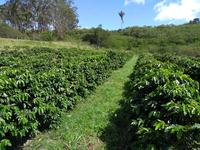 cafe_plantacao_arquivo-pessoal-guilherme-podesta.jpeg