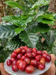 cafe_sitio-flor-do-cafe_bananeiras_arquivo-pessoal-alexandre.jpg