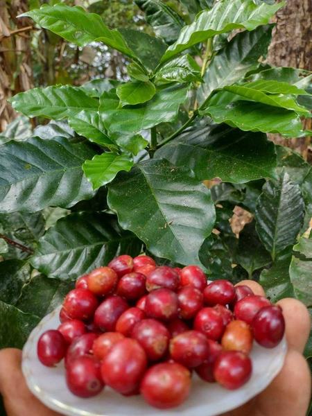 cafe_sitio-flor-do-cafe_bananeiras_arquivo-pessoal-alexandre.jpg