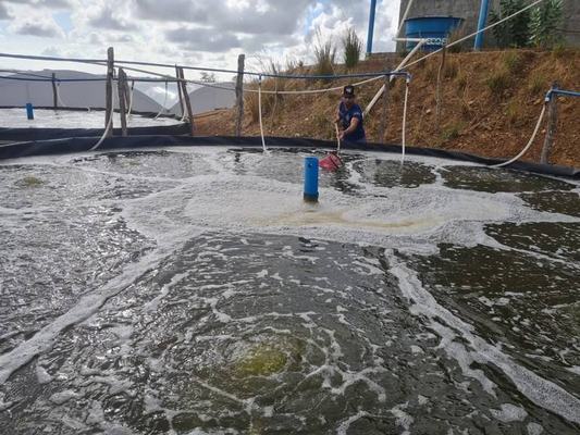 Paraíba é terceiro maior produtor de camarão
