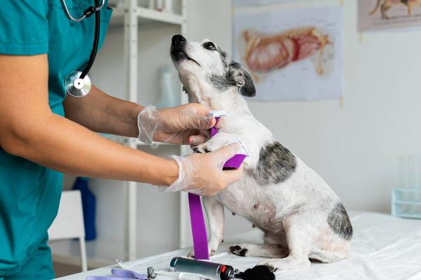 Doação de sangue para cães e gatos