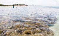 corais-litoral-paraibano-2-foto-secom-pb.jpg