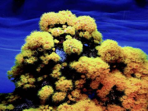 coral-sol-pexels-1.jpg