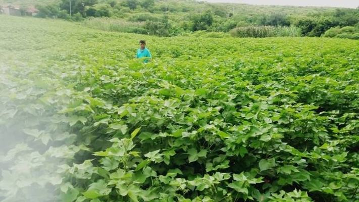 Empaer faz atendimento on-line aos agricultores