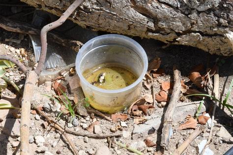 dengue-av-_paulo_afonso-foto-edson_matos-6.jpg