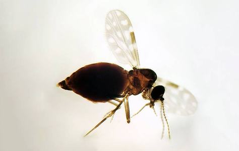 divulgacaco-ioc-fiocruz.jpg