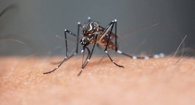 João Pessoa apresenta queda de mais de 96% nos casos de dengue