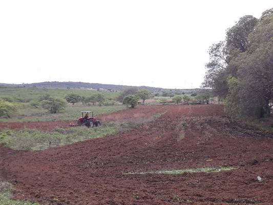 Estações de pesquisas da Empaer cultivam sorgo forrageiro e milho para ração animal