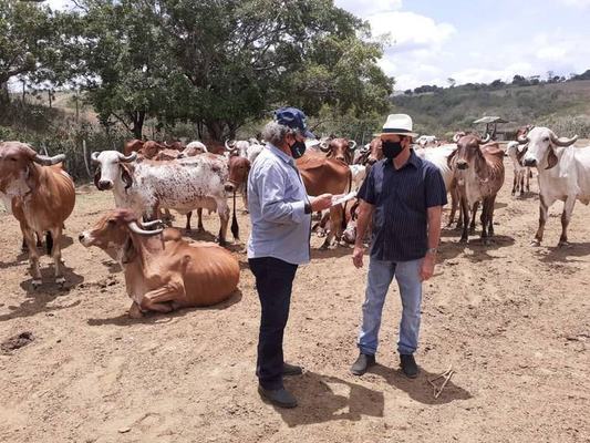 Empaer realiza leilão virtual de animais da raça GIR na Estação de Umbuzeiro