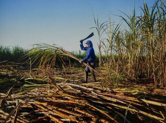 Indústria do etanol quer venda direta aos postos