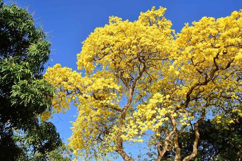 floracao-ipes-foto-roberto-guedes.jpg