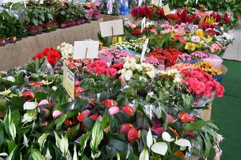 flores_de_holambra-foto-edson_matos-8.jpg