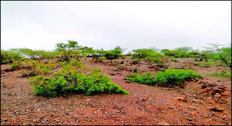 foto-cedida-por-bartolomeu-israel-retrata-fenomeno-da-desertificacao.jpeg