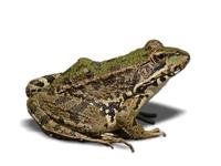 frog-1445824_1280-pixabay.jpg