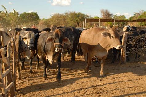 gado-02-arquivo-a-uniao.jpg
