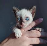 gatinho-adocao-foto-secom-jp.jpg