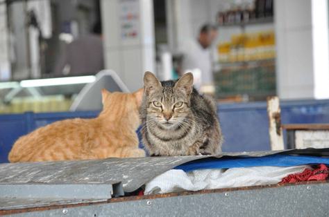 gatos_morrendo_feira_prata_cg_fabiana_veloso-1.jpg