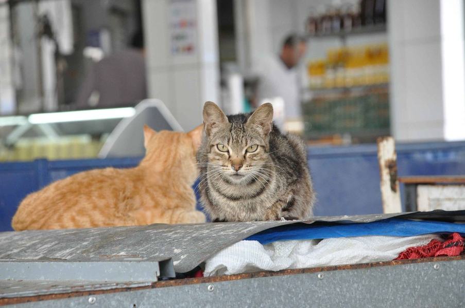 gatos_morrendo_feira_prata_cg_fabiana_veloso-1.jpg