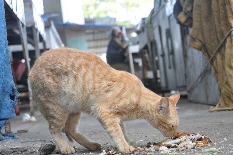 gatos_morrendo_feira_prata_cg_fabiana_veloso-11.jpg
