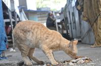 gatos_morrendo_feira_prata_cg_fabiana_veloso-11.jpg