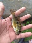 geophagus-parnaibae-cara.jpg