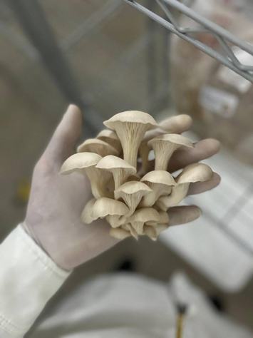 grupo-fungi-2.jpg