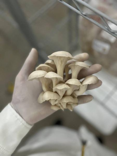 grupo-fungi-2.jpg