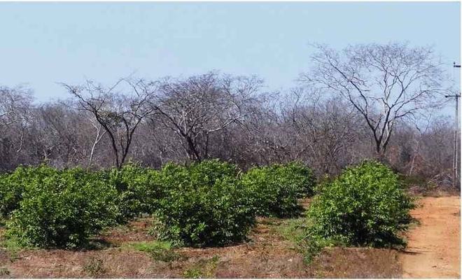 Restam só 11% da Caatinga natural