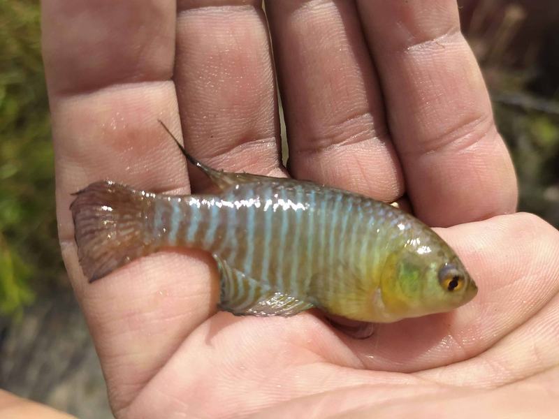 hypsolebias-sp-peixe-das-nuvens-nova-especies-descoberta-pelo-projeto.jpg