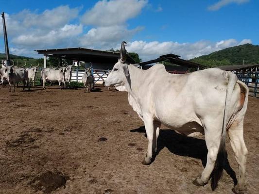 Governo realiza leilão virtual de 67 animais das raças Guzerá, Gir, Pardo Suíço e Sindi
