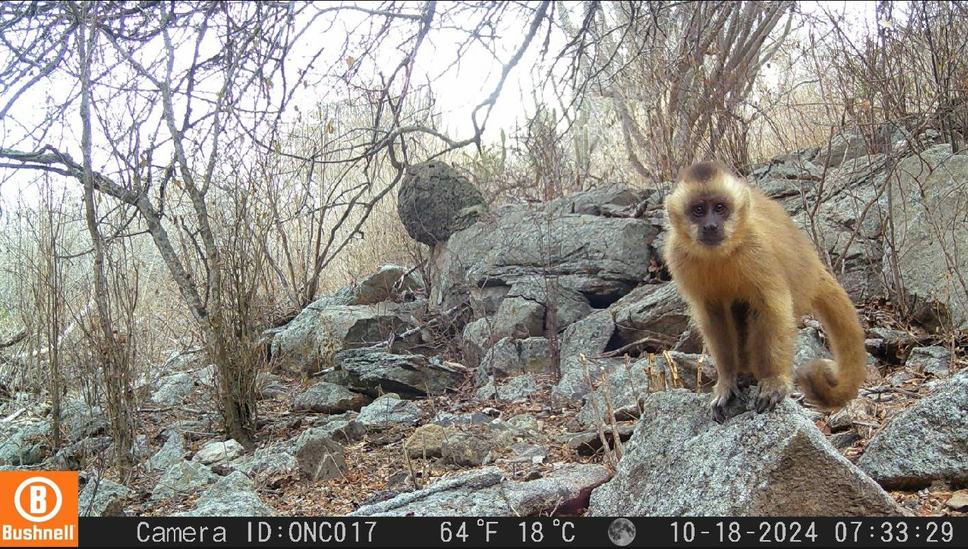 macaco-prego-arquivo-sudema.jpeg