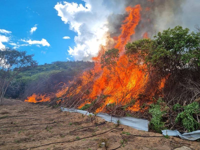 maconha-incinerada.jpeg