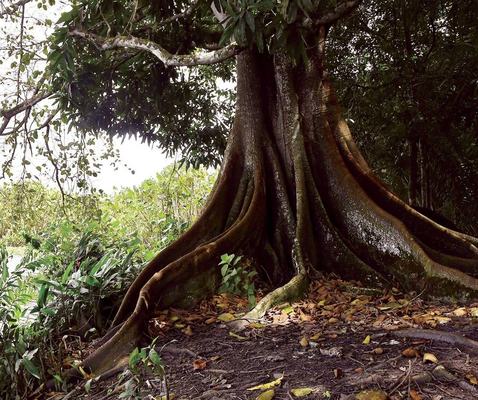 Mata Atlântica ainda em perigo