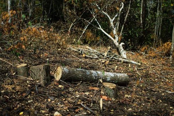 Operação Mata Atlântica em Pé identifica seis pontos de desmatamento na Paraíba