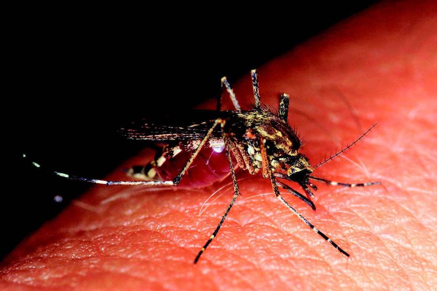 mosquito-4406812_1280-pixabay.jpg