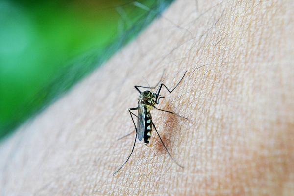 Aedes aegypti: PB tem 57 cidades em situação de risco