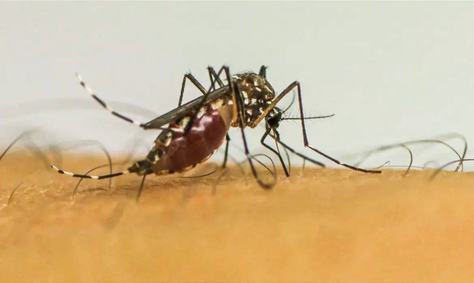 mosquito_-foto-frame-ebc-agencia-brasil.jpg
