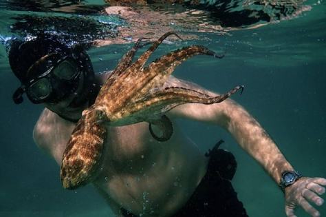 my-octopus-teacher.jpg