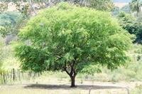 nova-foto-algaroba.jpg