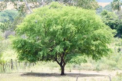 nova-foto-algaroba.jpg