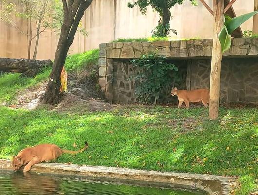 Onças pardas trazidas do zoológico de Uberaba para a Bica estão adaptadas ao novo recinto