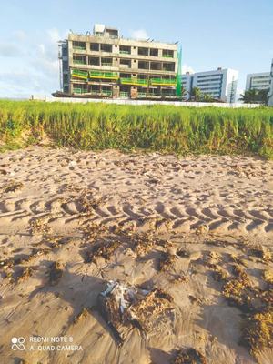 Aves marinhas são encontradas mortas no litoral do Conde