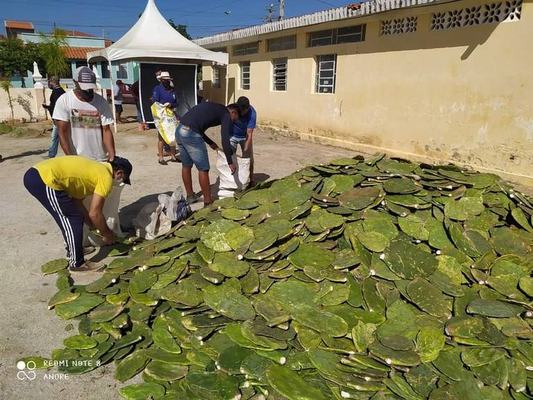 Governo e Prefeitura de Prata distribuem mudas frutíferas e raquetes de palma