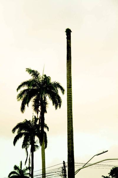 palmeiras-f-russo-8.jpg