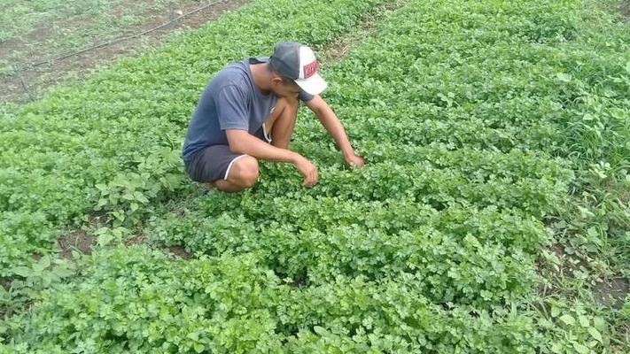 PB Rural Sustentável atende demandas e impulsiona agricultura familiar em São João do Rio do Peixe