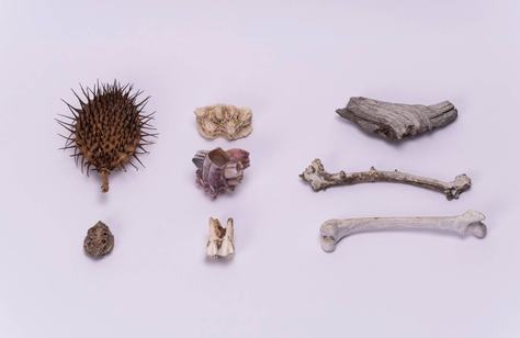 pedrossos-coralinos-e-sementonchas-de-ambas.jpg