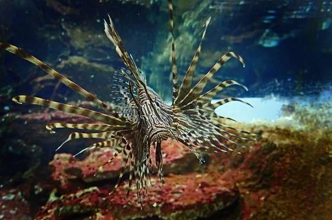 peixe-leao-credito-pixabay.jpg