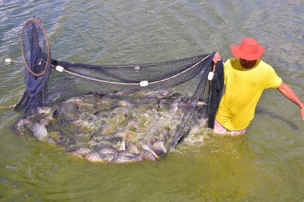 Governo adquire pescados para distribuir com 30 mil famílias de 74 cidades