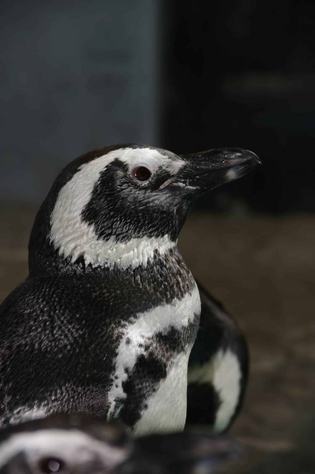 pinguim-aquario-pb-3.jpg