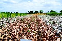 plantacao_algodao4-divulgacao-empaer-pb.jpg